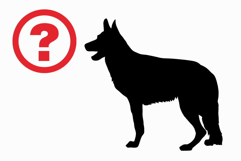 Alerta de Hallazgo Perro Desconocido El Masnou España Alerta de Hallazgo Perro Desconocido El Masnou España